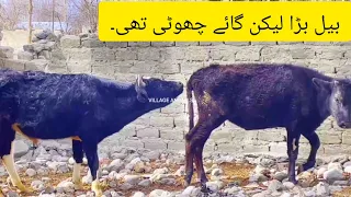 Bull and Extra small cow meeting | Village Animals|