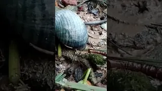 Sea snail at Pandan river mangrove mudflats