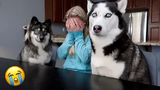 Crying Prank On My Huskies!