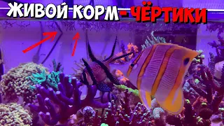 Живой корм- чёртики | Морской аквариум