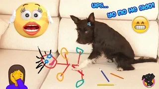 Mi Perro PINTA Y ESTROPEA el sofá NUEVO! Qué Desastre Lana!!
