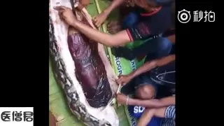 Mổ trăn khổng lồ phát hiện xác người phụ nữ || Giant python swallows