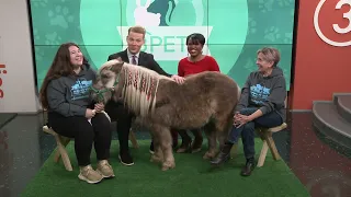 Mouse the horse from Happy Trails Farm Animal Sanctuary visits 3News: Ready Pet Go!
