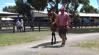 Inglis Premier Starspangledbanner x Recently Colt