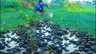 Wow ! A Lot of Snail & Crabs in Grass - A Fisherman Found And Catch For Food Today