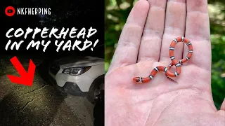 Stunning Scarlet Snakes and Copperhead in my Yard! Summertime Snakes in North Georgia!