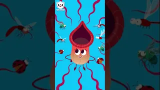 Carnivorous Plants💥🦟🐜💥 | Insects Hunter | Unusual Plants | Kids Song | TOMTOMI