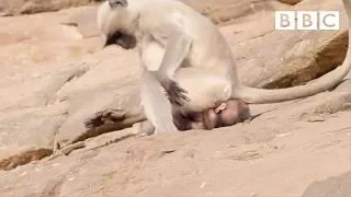 A young monkey's first experience baby sitting! 🤦😱| Life Story - BBC