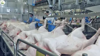 Processes 35,000 Pigs Per Day - Million Dollar Pork Slaughter & Processing Factory