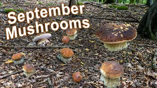 Mushroom Hunting - September 2022 - Cep | Penny Bun | King bolete | Boletus edulis | Funghi Porcini