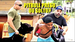 Cachorro Pitbull Deve Ficar Preso ou não na rua ...