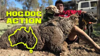 Hog Hunting with dogs Action Compilation