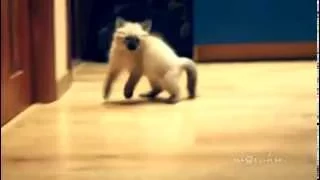 When Cats Attack / Страшнее кошки зверя нет!