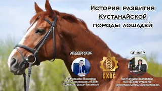 История развития Кустанайской породы лошадей