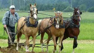Lynden International Horse Plowing Competition 2016