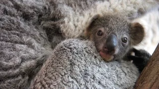 Meet our first koala joey of the season