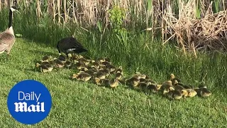 Mother goose goes for stroll with her 51 adorable goslings