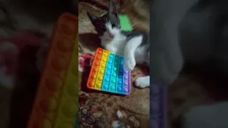 Pop it vs коты 3:картун кэт и Симпл димпл ( Петя, pop it, cartoon cat, Симпл димпл)