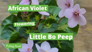 African Violet  in bloom - Little Bo Peep (miniature)