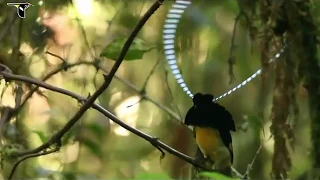 Birds of Paradise Project Introduction Beautiful Birds  |HD|