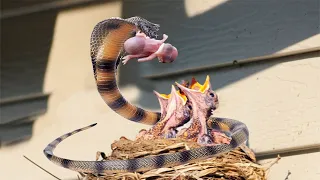 GIANT SNAKE  CATCHES 3 Newborn Birds At Same Time | Snake Hunting Bird