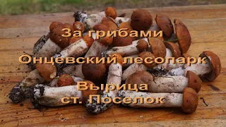 Грибы в Ленинградской области, поход за грибами на ст. ПОСЕЛОК.