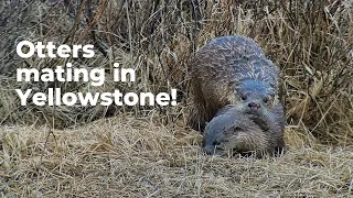 Otters mating in Yellowstone