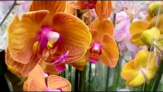 В Ашане Новогоднее поступление орхидей.
