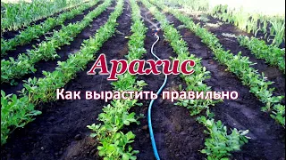 Арахис 🌿 Как вырастить правильно