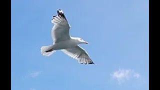 THE FLIGHT OF THE SEAGULL