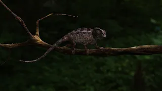 3D CHAMELEON MODEL ANIMATION RENDER