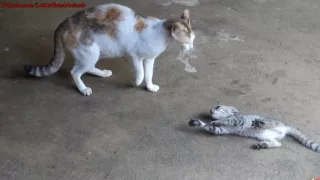 Cat attacking kitten / Angry cat scares kitten