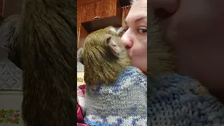 обезьянья любоффф🙈 #petmonkey #обезьяна #monkey #домашниемакаки #зоо