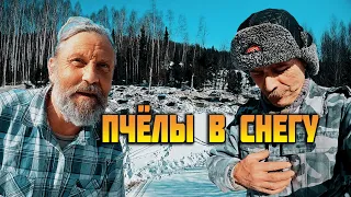 ПАСЕКА ВЕСНОЙ. ПЕРВЫЕ РАБОТЫ НА ПАСЕКЕ ПОСЛЕ ЗИМОВКИ. ОГРЕБАЕМ УЛЬЯ.