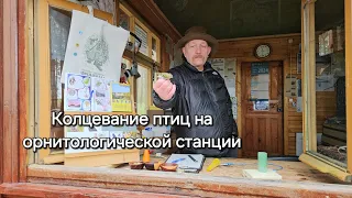 Кольцевание птиц на Куршской косе