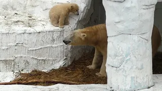 ホウちゃん / Polar bear cub ホッキョクグマの赤ちゃん / 天王寺動物園 tennoji zoo