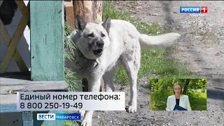 Смотрите в 21:09. «Горячая линия» по вопросам отлова бездомных собак начала работу в Хабаровске