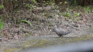 春まだ浅いけどお家造りだほーほー