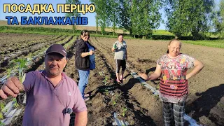 Посадка перцю і баклажанів у відкритий грунт, під крапельний полив