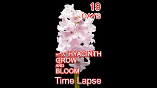 Hyacinth Flower Blooming Time Lapse #shorts