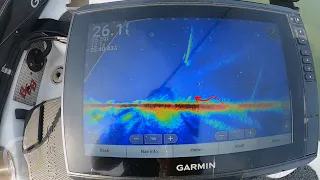 Vertical Jigging Walleye Lake Erie Garmin Livescope with GHOST TREE