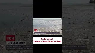 ⚠️⚠️ Екологічна катастрофа! Масовий мор риби на Дніпропетровщині