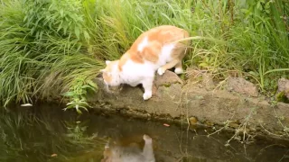 FUNNY CATS COMPILATION.