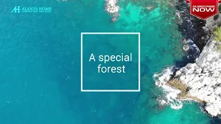 Overview of a special forest along the coast in Alanya, Turkey