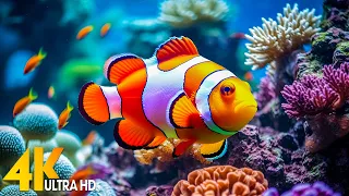 Aquarium 4K VIDEO(ULTRA HD)- Amazing Beautiful Coral Reef Fish, Relaxing Sleep Meditation Music #103