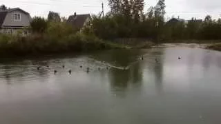 Утки атакуют - Ducks attaking %)