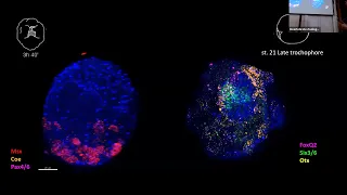 Bioseminars.ru: От линейности к нелинейности: молекулярная организация нейрогенеза Bilateria.