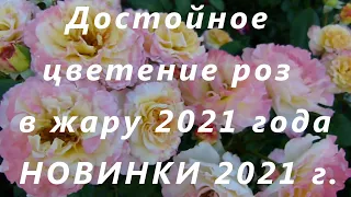 Достойное цветение роз в жару 2021 года .Нижний Новгород.