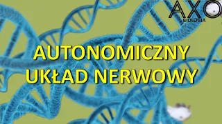 91. Autonomiczny układ nerwowy