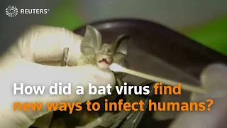 How did a bat virus find new ways to infect humans?